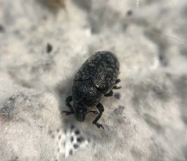 Larinus obtusus - imola-púderbarkó