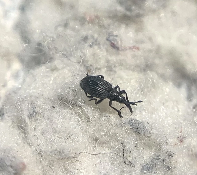 Ischnopterapion loti - szarvaskerep-cickányormányos