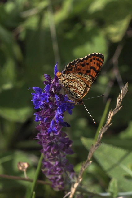 Melitaea didyma - tüzes tarkalepke