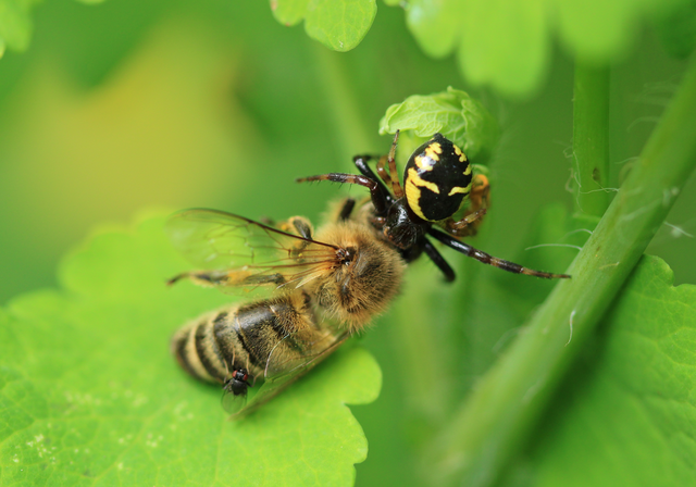 Synema globosum - fekete-sárga karolópók