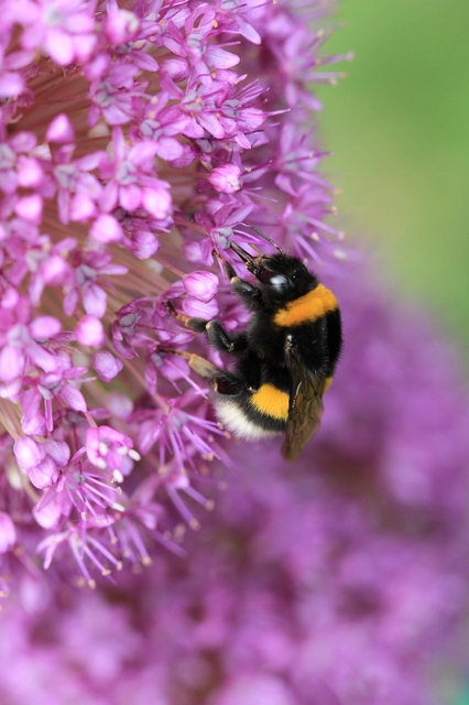 Bombus - poszméhek