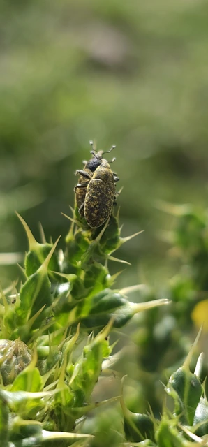 Larinus