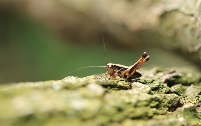Pholidoptera griseoaptera - szürke avarszöcske