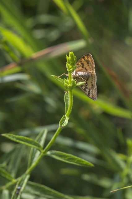 Sitochroa verticalis - világossárga dudvamoly