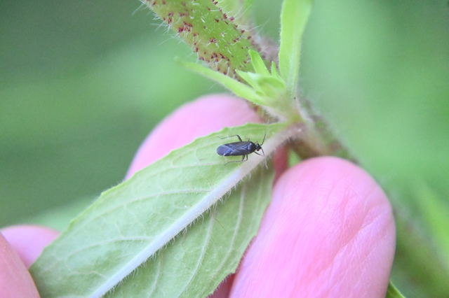 Plagiognathus arbustorum