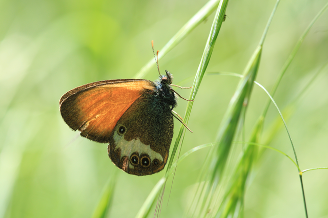 Coenonympha arcania - fehéröves szénalepke