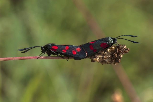 Zygaena filipendulae - acélszínű csüngőlepke