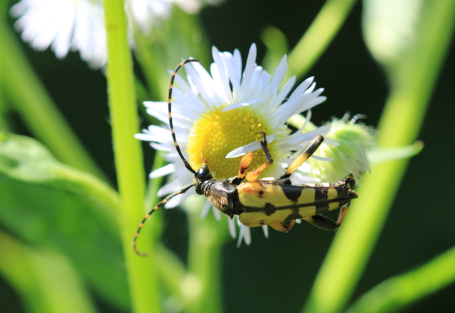 Rutpela maculata - tarkacsápú karcsúcincér