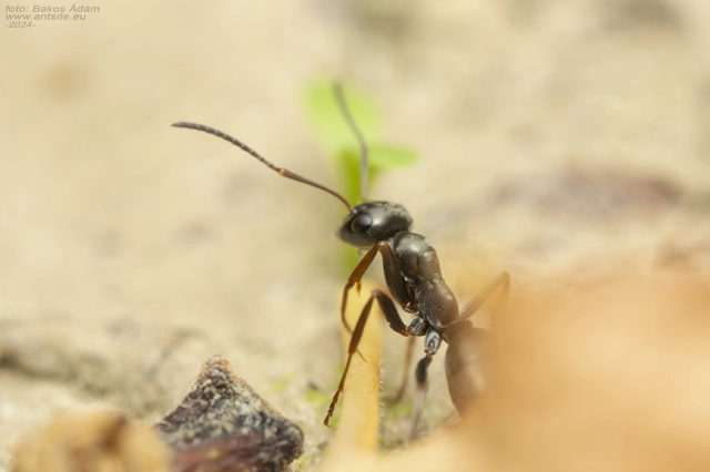 Formica fusca - kormos rabszolgahangya