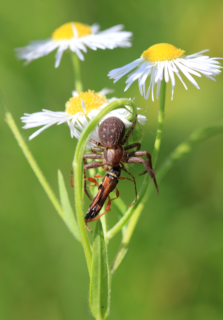 Xysticus