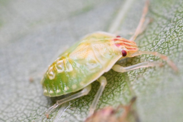 Elasmucha Elasmucha