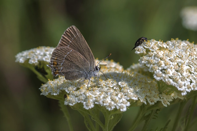 Satyrium acaciae - akác-csücsköslepke