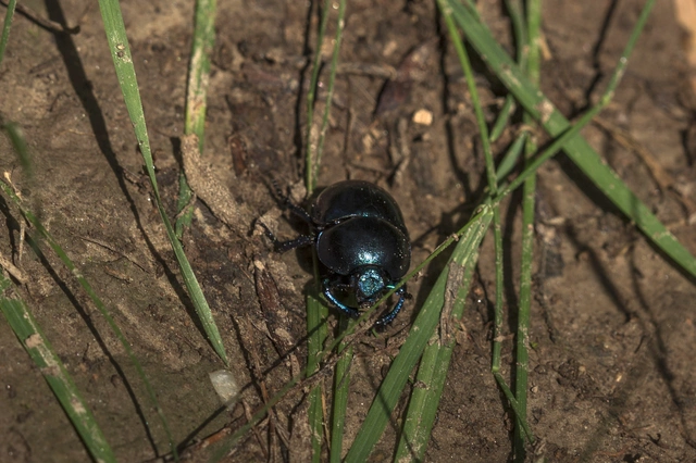 Trypocopris vernalis - tavaszi álganéjtúró