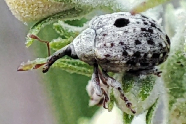 Cionus thapsus - kis ökörfarkkóró-gömbormányos