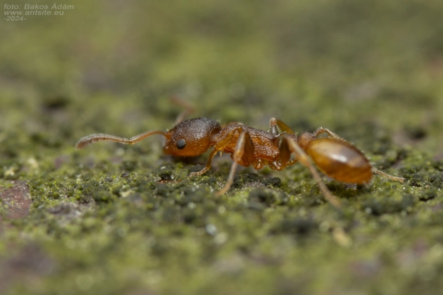 Temnothorax affinis - erdei kéreghangya