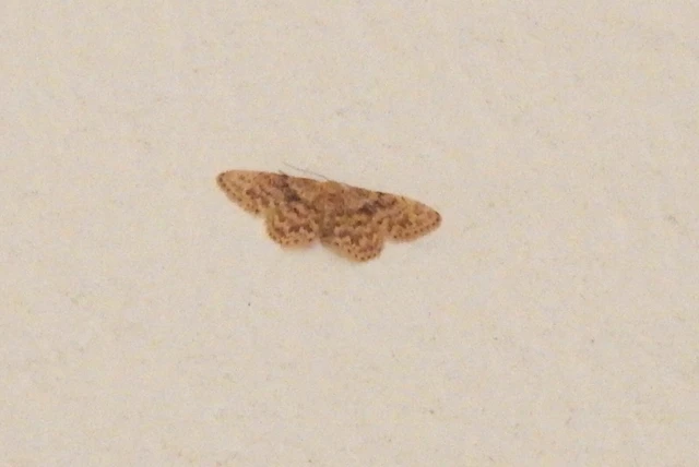 Idaea inquinata - mintás apróaraszoló