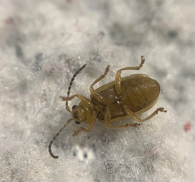 Galerucella pusilla