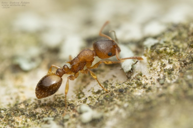 Temnothorax crassispinus - gubacslakó kéreghangya