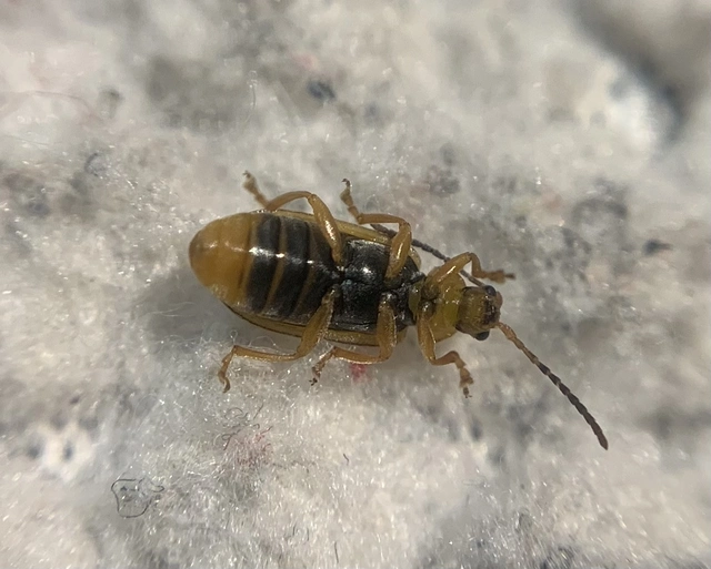 Galerucella calmariensis