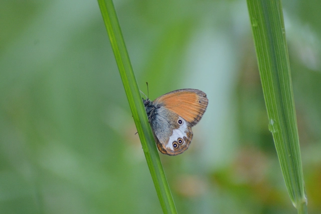 Coenonympha arcania - fehéröves szénalepke