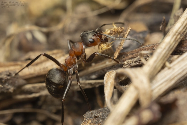Formica rufa - erdei vöröshangya
