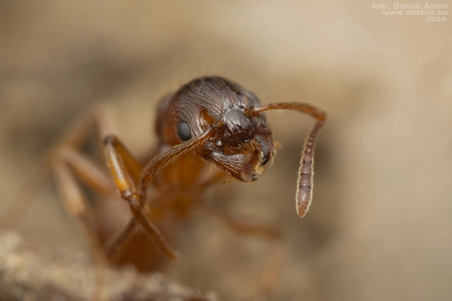 Myrmica ruginodis - erdei bütyköshangya