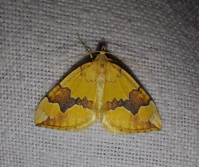 Cidaria fulvata - rózsaaraszoló