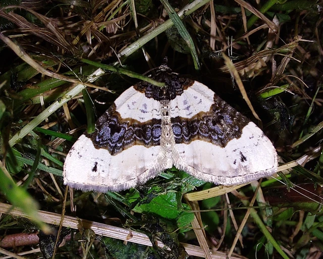 Cosmorhoe ocellata - szemes galajaraszoló