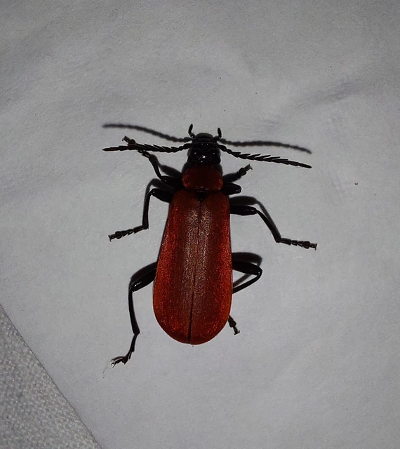 Pyrochroa coccinea - nagy bíborbogár