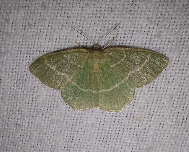 Chlorissa viridata/cloraria