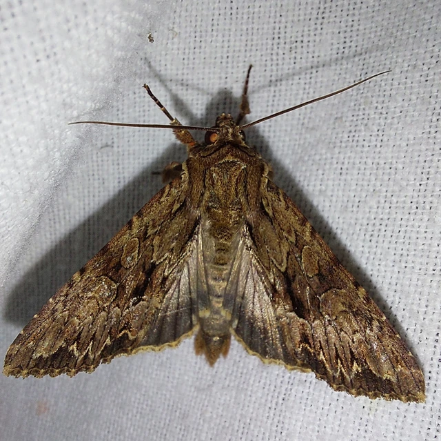 Apamea monoglypha - nagy dudvabagoly