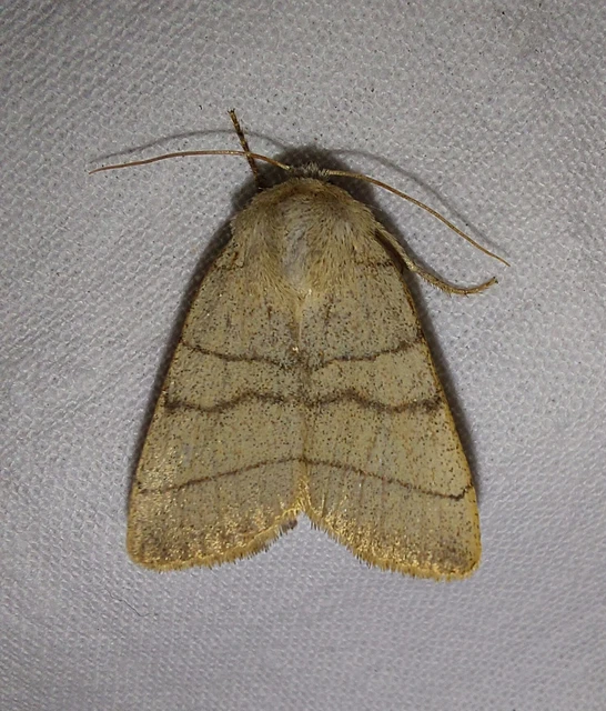 Charanyca trigrammica - háromsávos lombbagoly