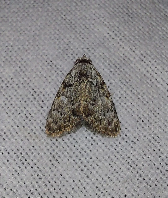 Meganola strigula - hamvas pamacsosszövő