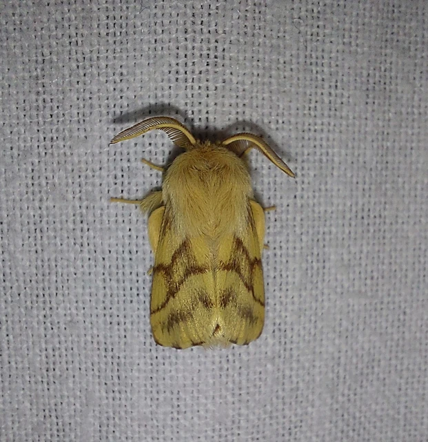 Malacosoma castrensis - kutyatejszövő