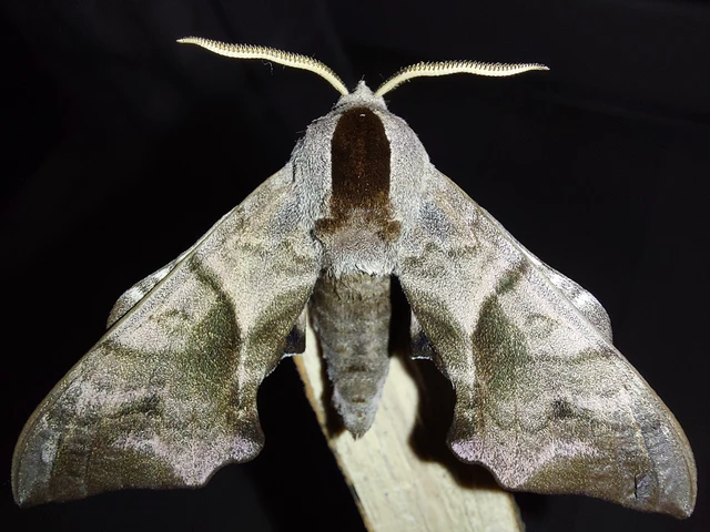Smerinthus ocellatus - esti pávaszem