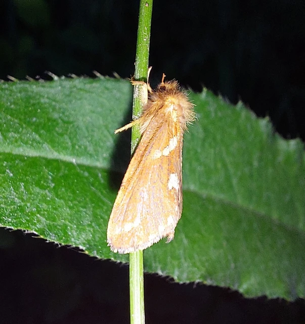Hepialidae - gyökérrágó őslepkefélék