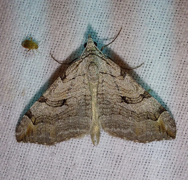 Aplocera plagiata - szürke csíkosaraszoló