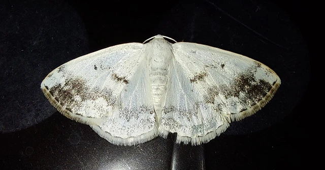 Lomographa temerata - foltos fehéraraszoló
