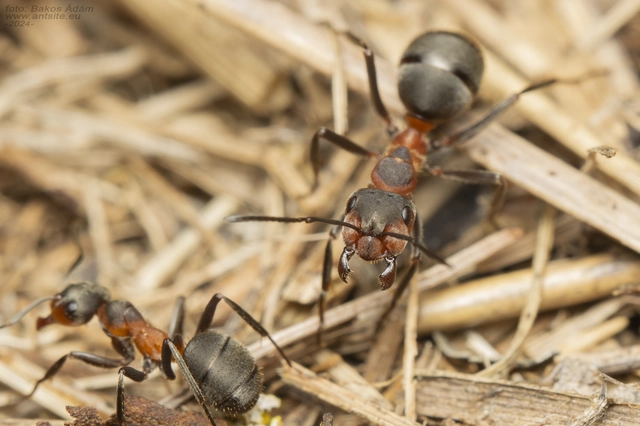 Formica pratensis - réti vöröshangya