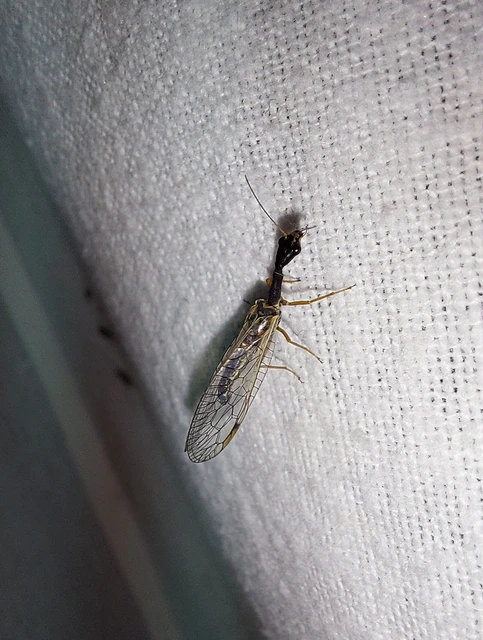 Raphidioptera - Tevenyakú-fátyolkák