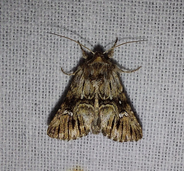 Calophasia lunula - gyújtoványfű-apróbagoly