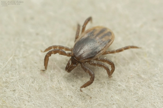 Ixodes ricinus - közönséges kullancs