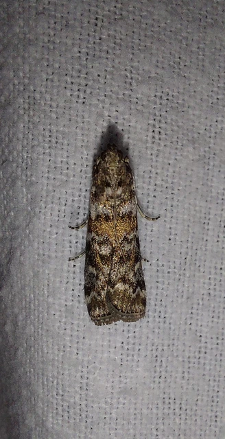 Dioryctria