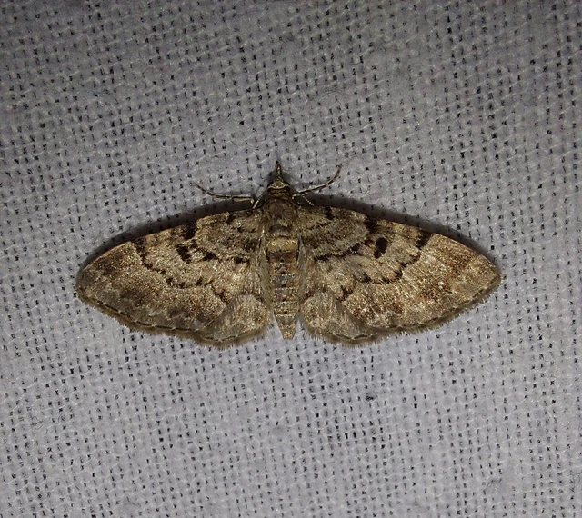 Eupithecia abietaria - nagyfoltú törpearaszoló