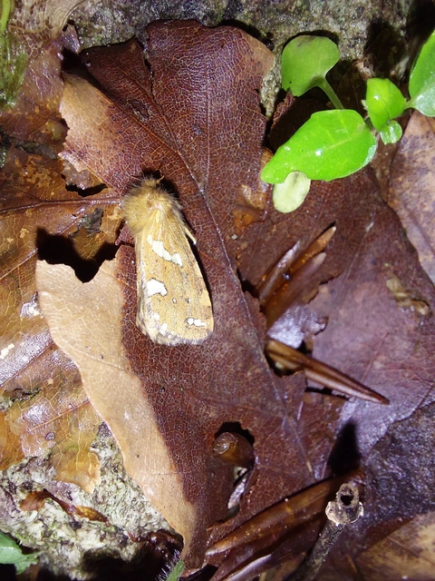 Hepialidae - gyökérrágó őslepkefélék