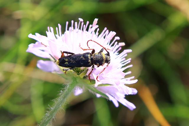 Echinocerus floralis - lucerna-darázscincér