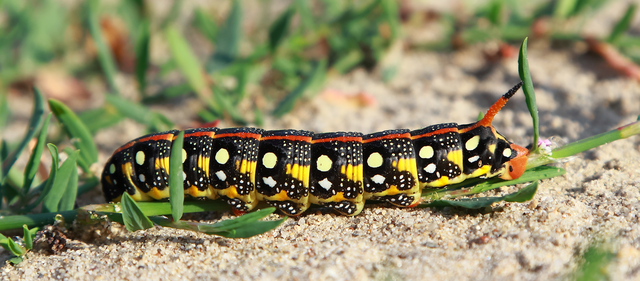 Hyles euphorbiae - kutyatejszender