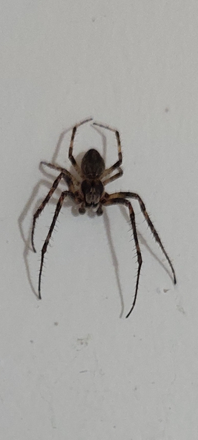 Larinioides