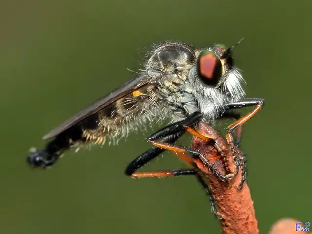 Neoitamus