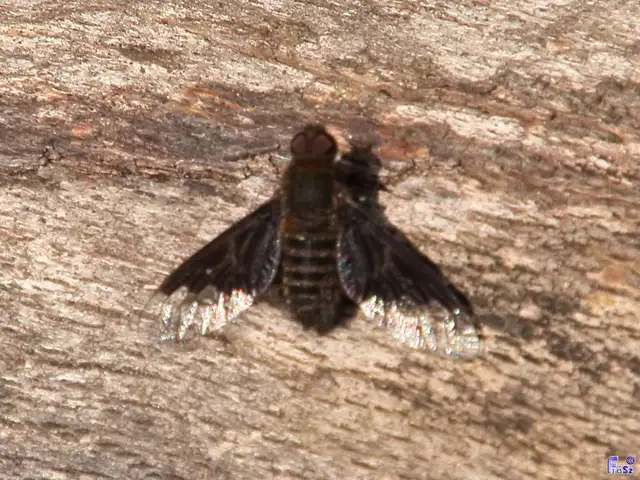Hemipenthes morio - közönséges gyászlégy